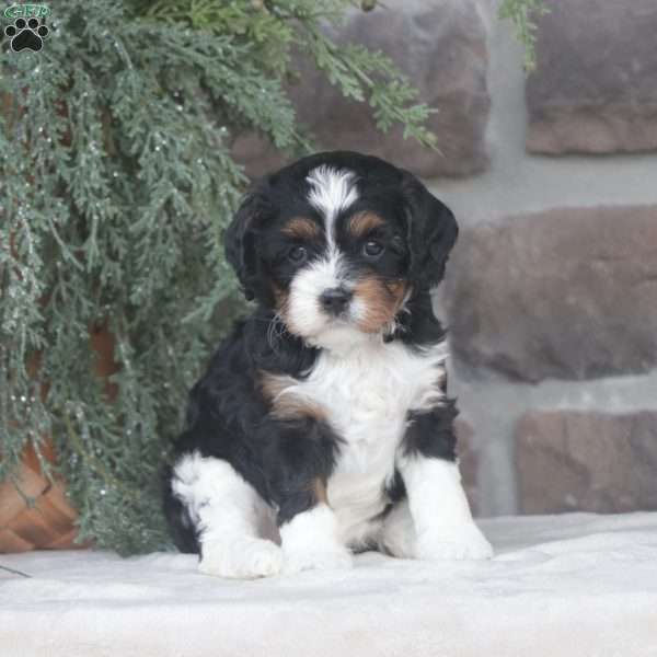 Coco, Cavapoo Puppy